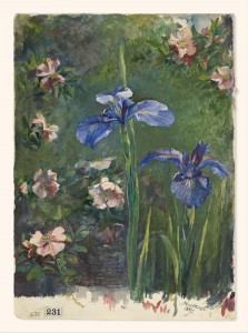 Wild Roses and Irises John La Farge 